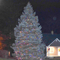 Tree lit up with Christmas lights