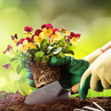 Gloved hands holding a spade and a flowering plant